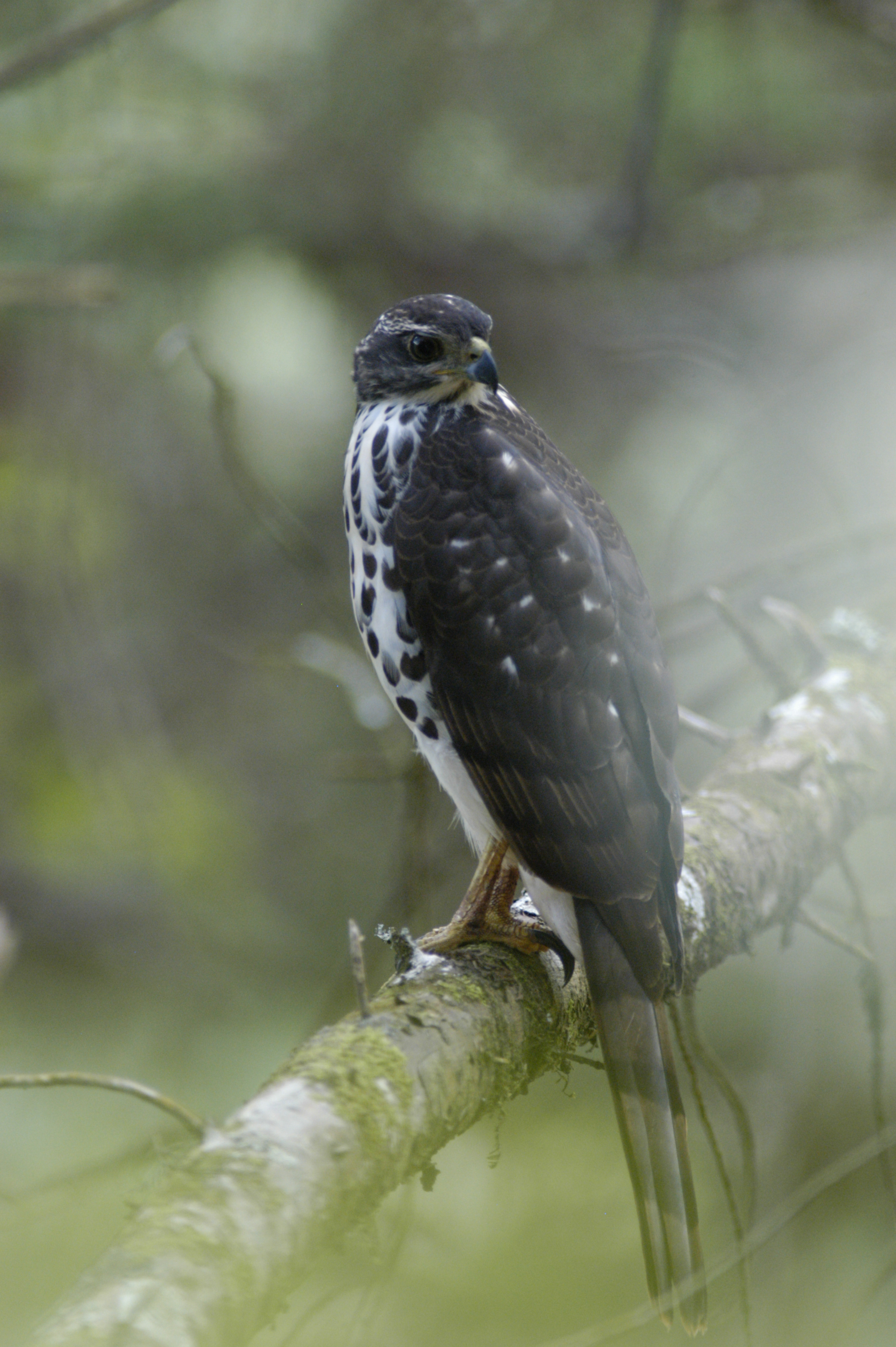 Long-tailed Hawk