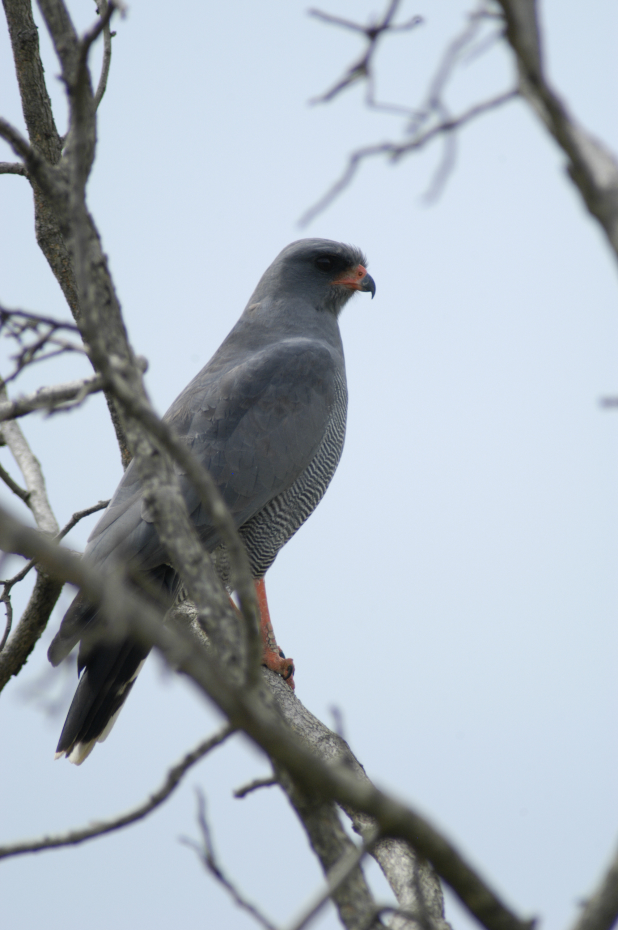 Dark chanting goshawk