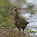 Galliformes – chickens and relatives