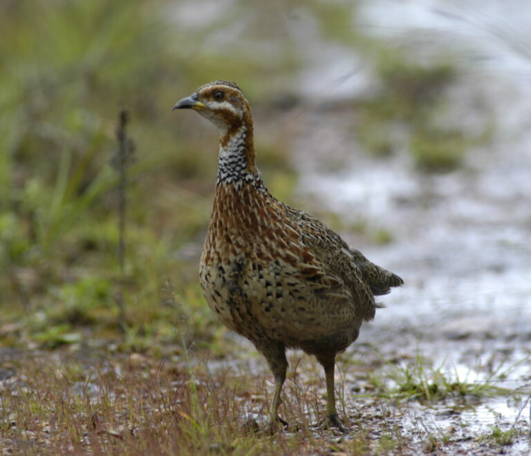 Galliformes – chickens and relatives