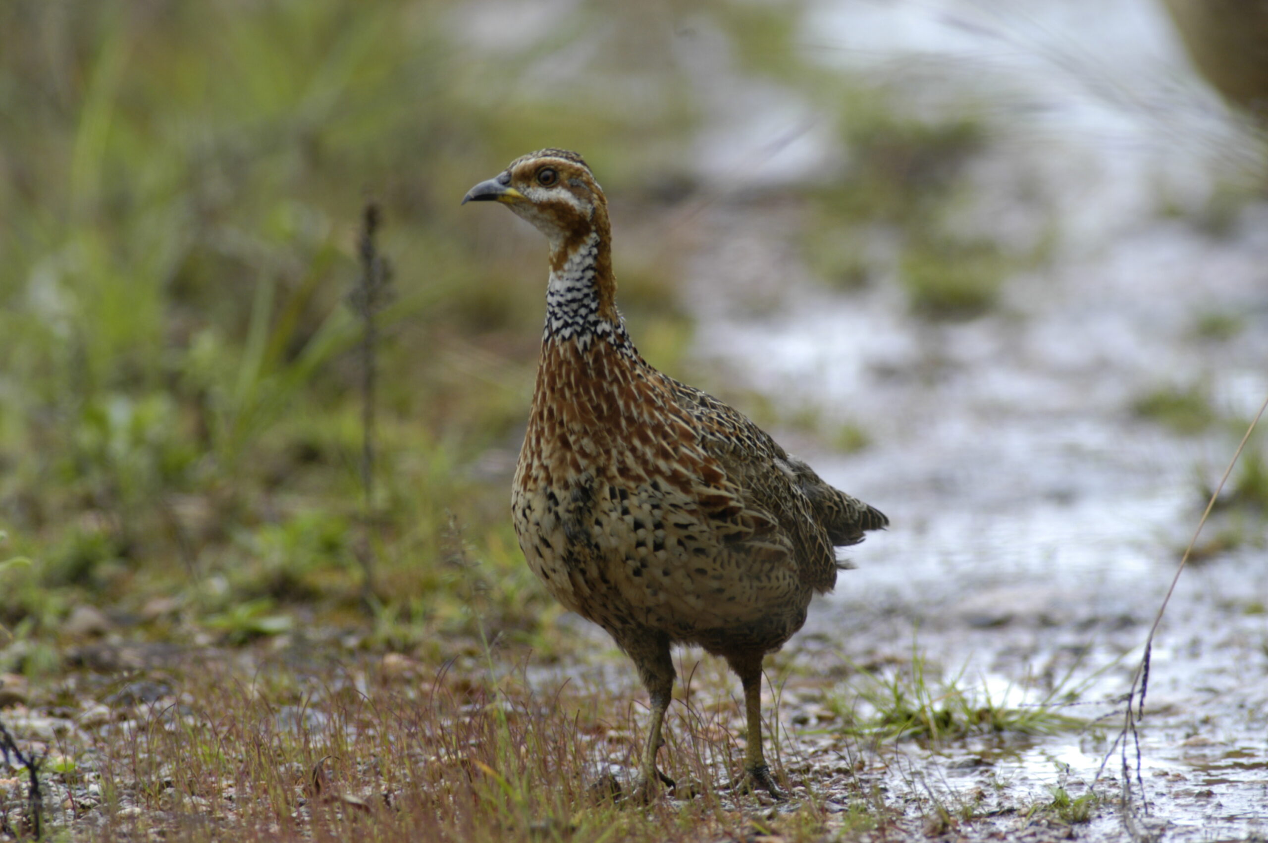 Red-winged Francolin 