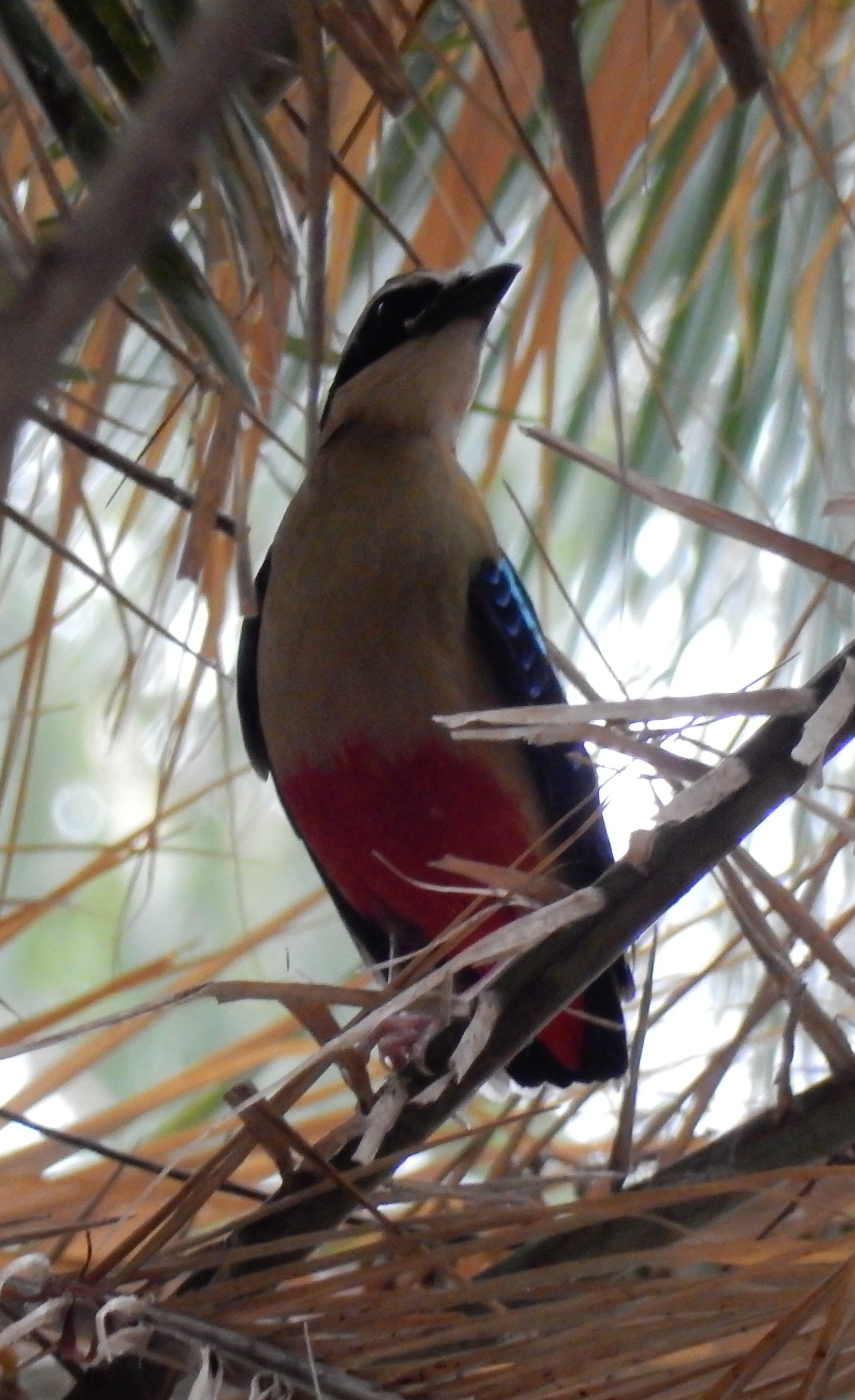 Added African Pitta