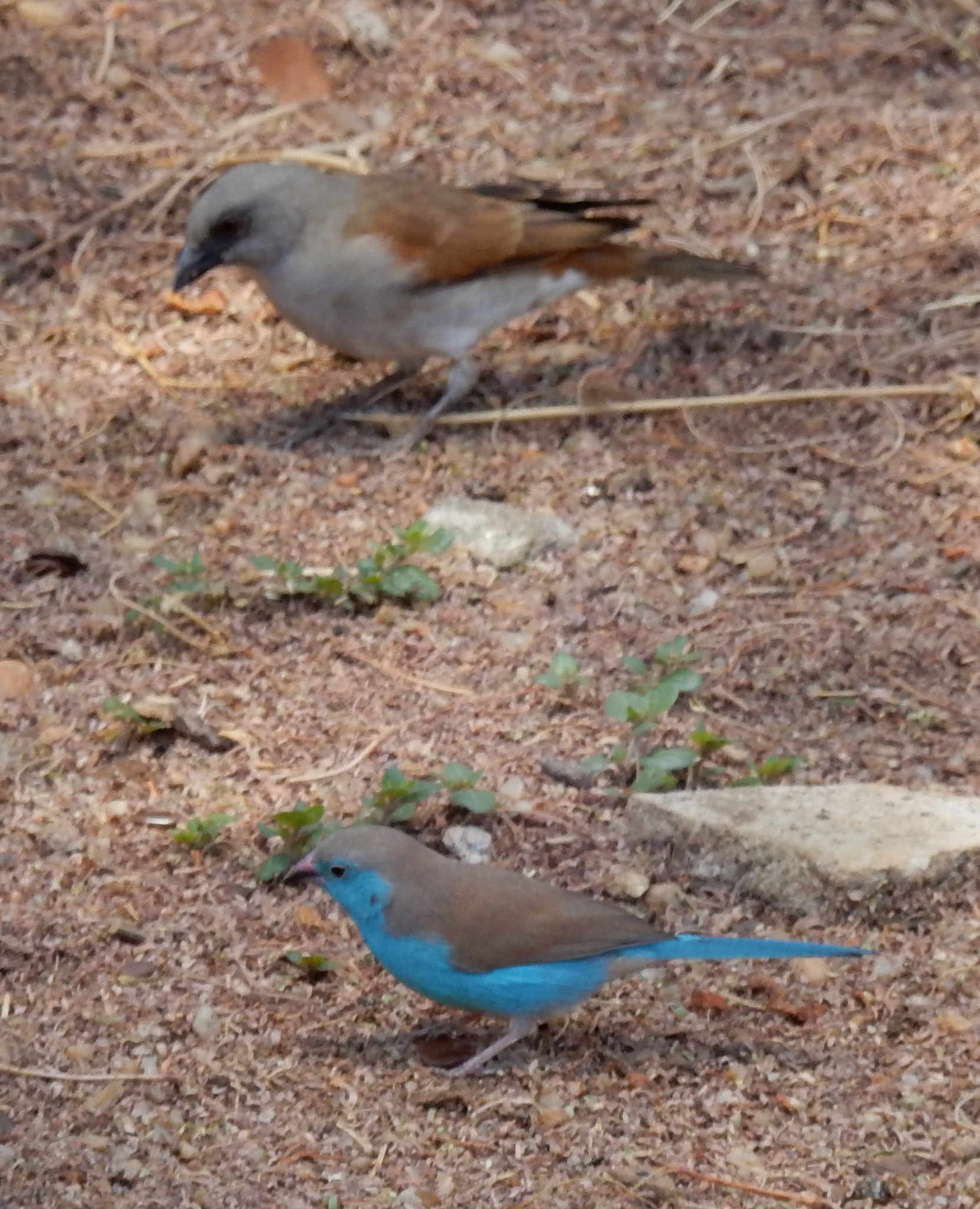 Added Grey-headed Sparrow 
