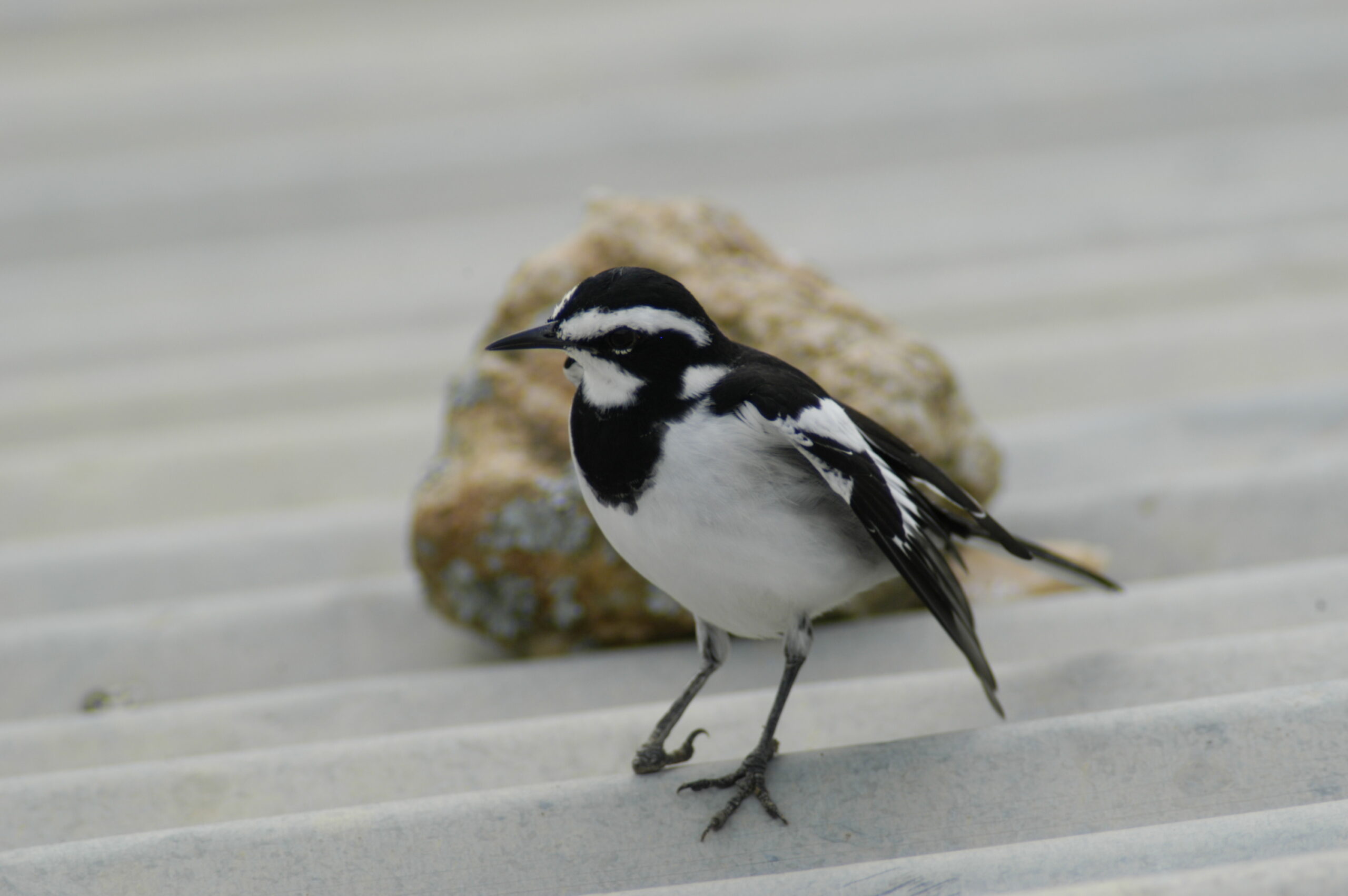 African Pied Wagtail 