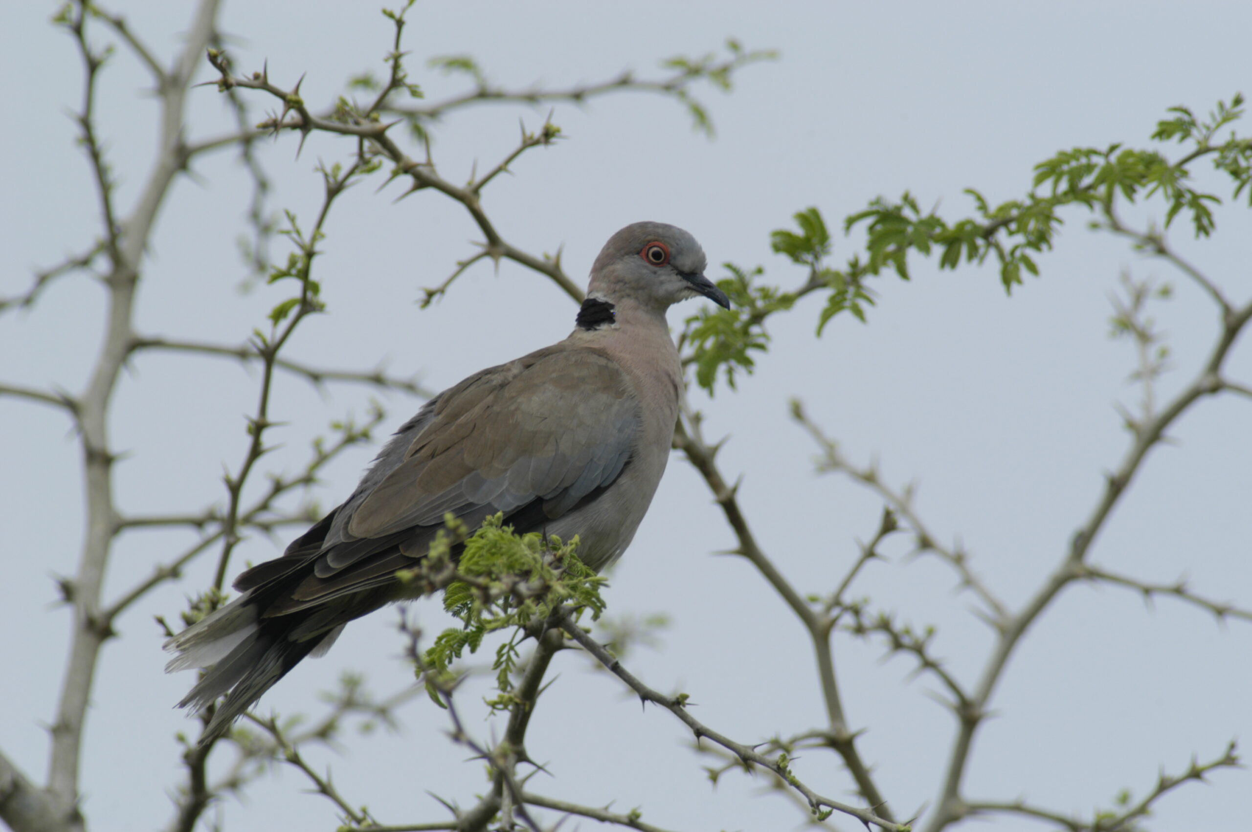 Mourning Collared Dove 