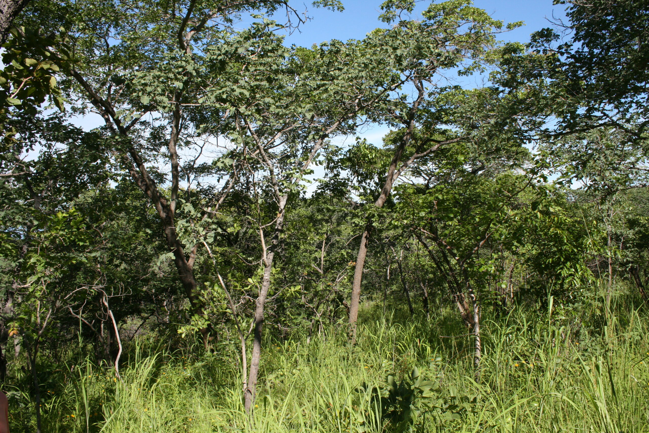 Miombo Woodland_Misuku