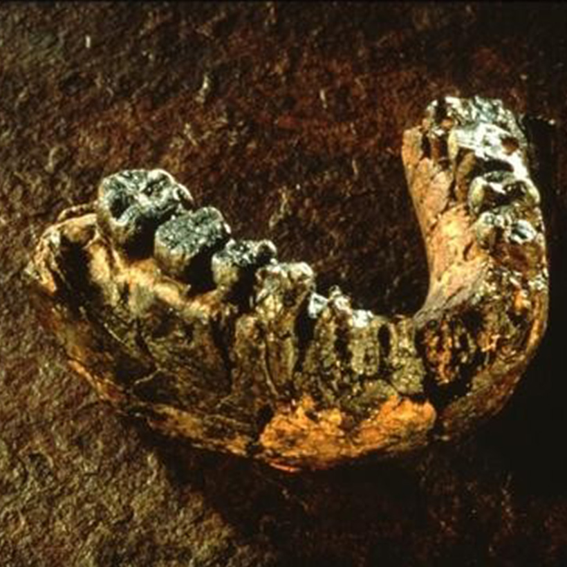 The Genus Homo