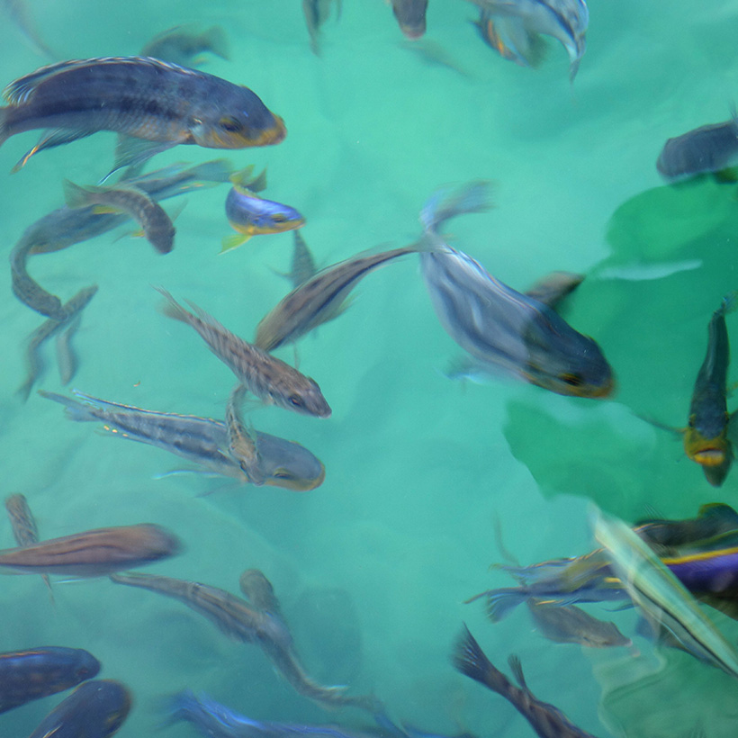 Cichlid fish fauna