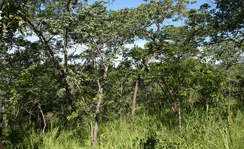 Misuku Hills