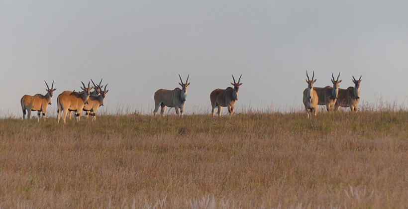 Nyika National Park 